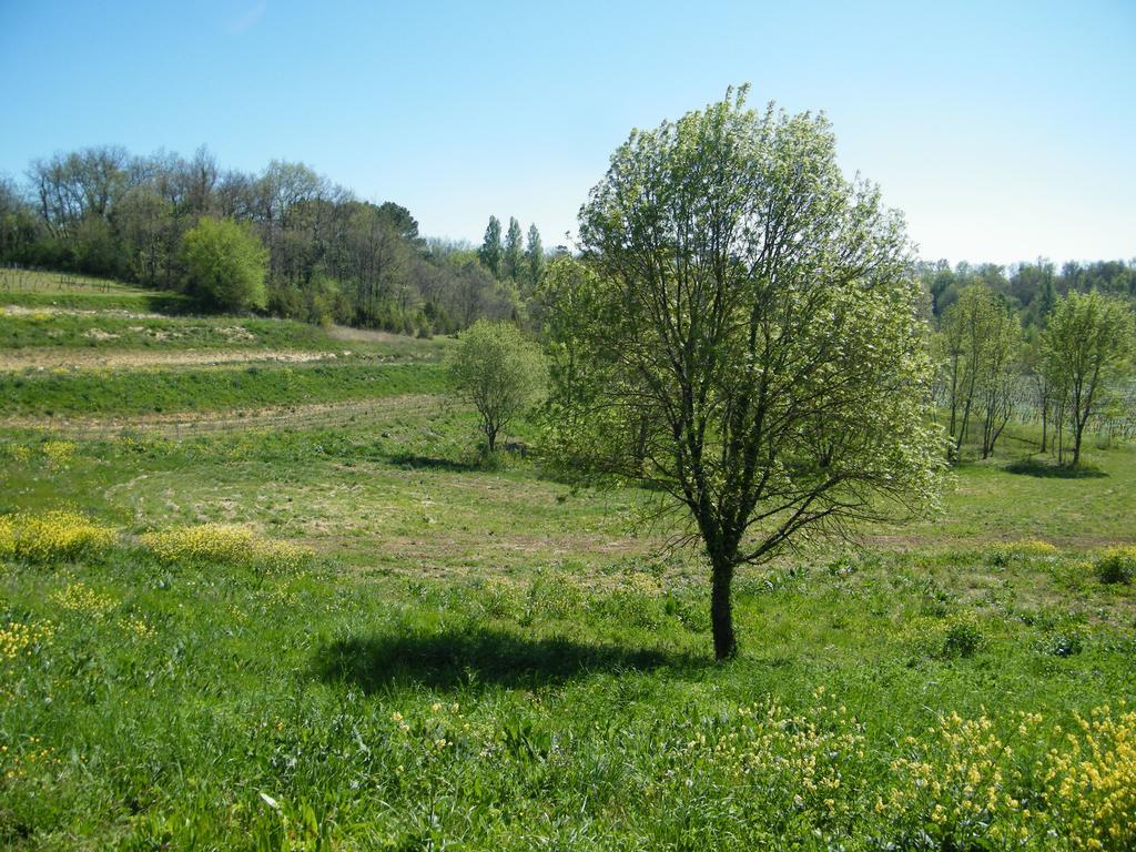 Clos Vieux Rochers Vineyard Puisseguin Екстериор снимка